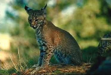 Bobcat13-young on grass.jpg