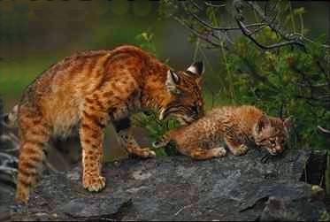 Bobcat14-mom and young on rock.jpg