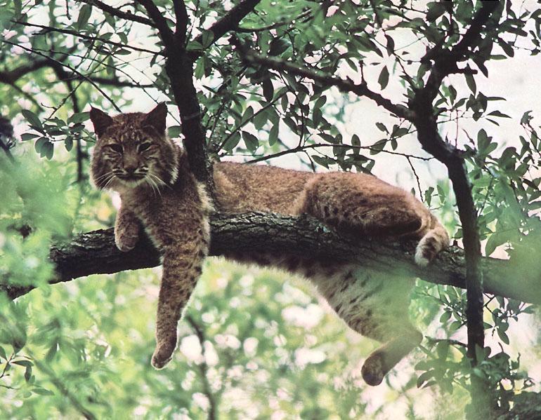 bobcat2-Sitting on tree.jpg