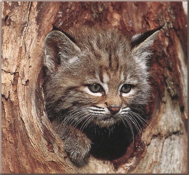 Bobcat Young09 Face in log hole.jpg