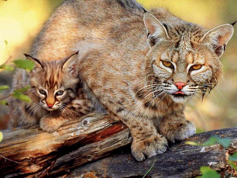 CATS07-Bobcats-mom and baby.jpg