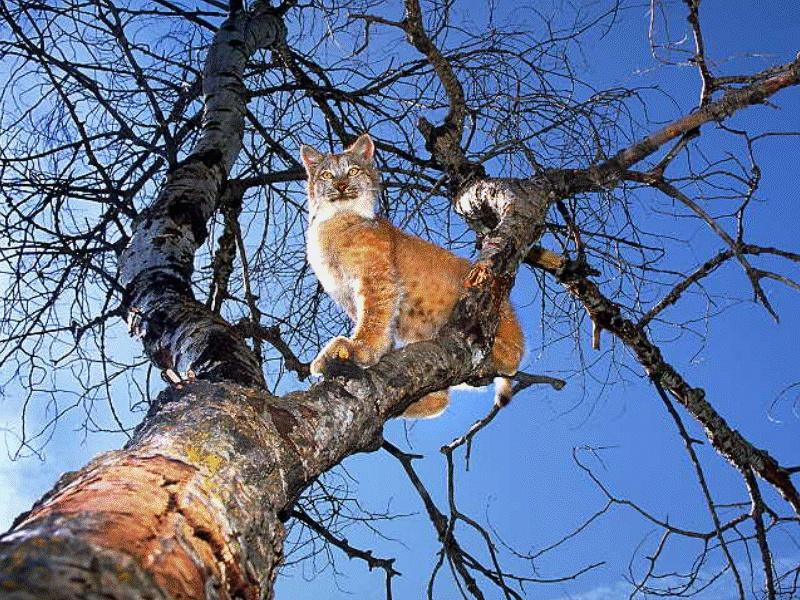 CATS16-Bobcat-on tree.jpg