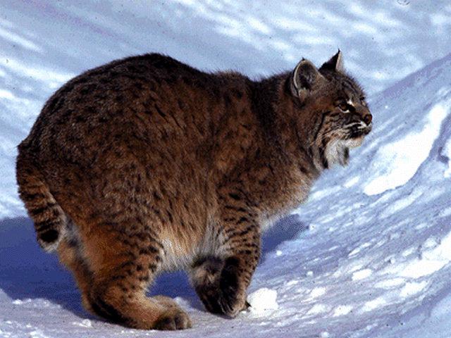 Northern bobcat2-Rumps in snow valley.jpg