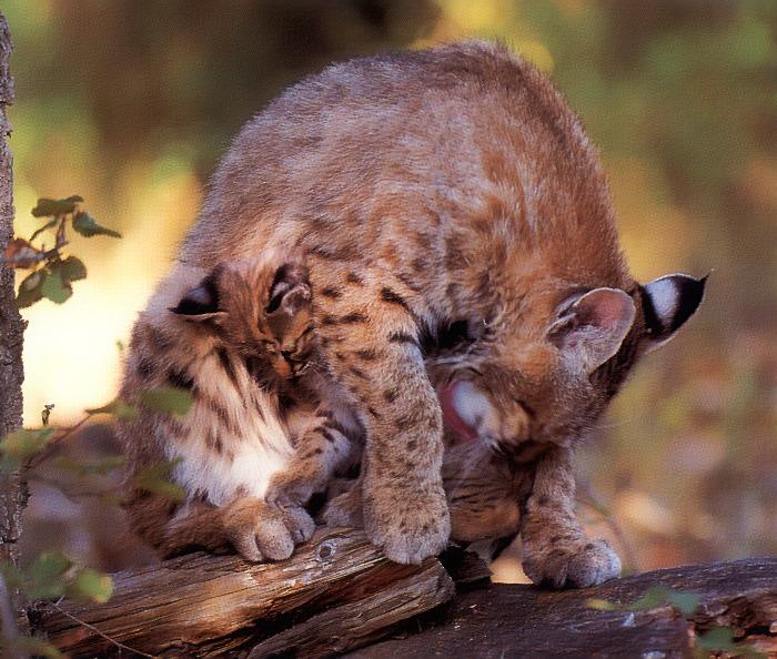 p-wc35-Bobcat-mom and young.jpg