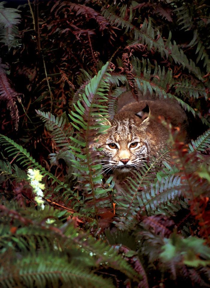 p-wc95-Bobcat-hidden behind conifers.jpg