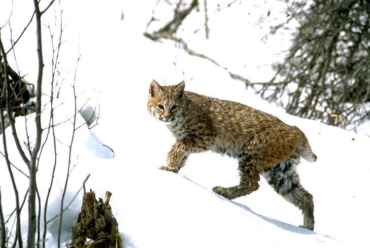 snowcat1-Bobcat climbing snow hill.jpg