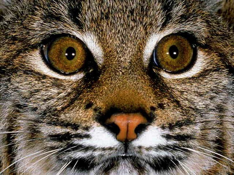 CATS21-Bobcat-face closeup.jpg