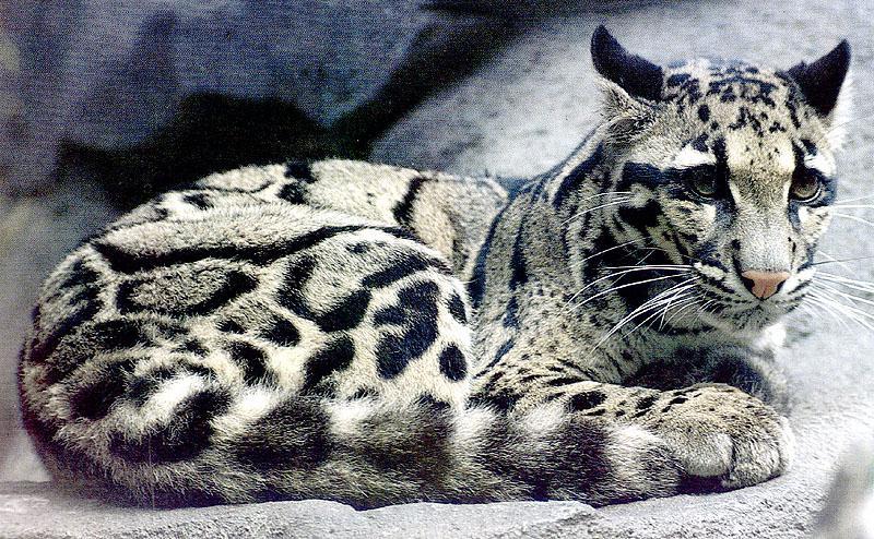 bigcat41-Clouded Leopard-curled on rock.jpg