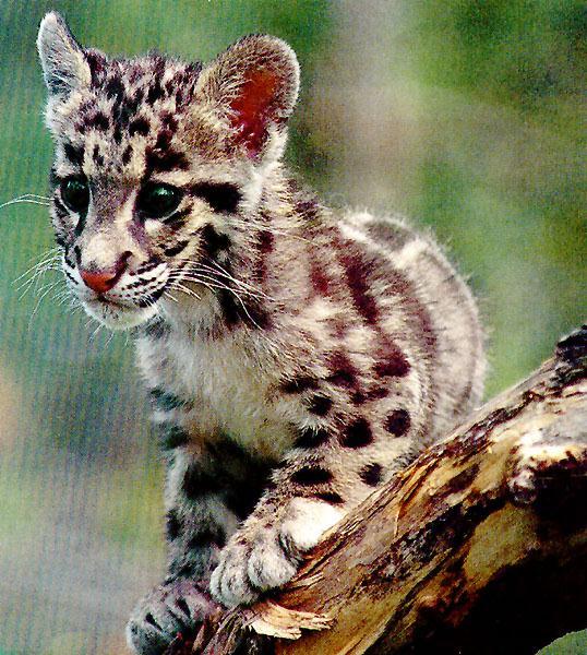 bigcat42-Clouded Leopard-young-closeup.jpg