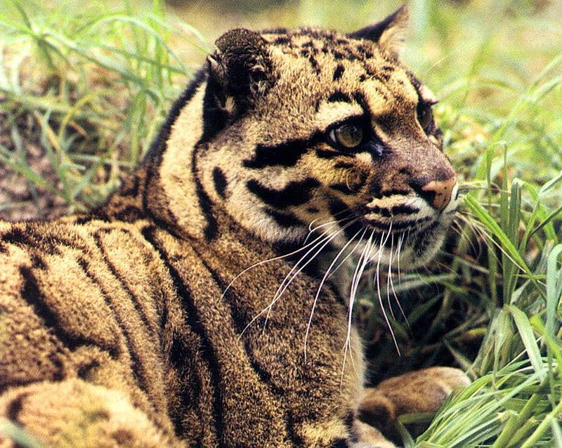 CLeopard-Clouded Leopard-face closeup grass.jpg