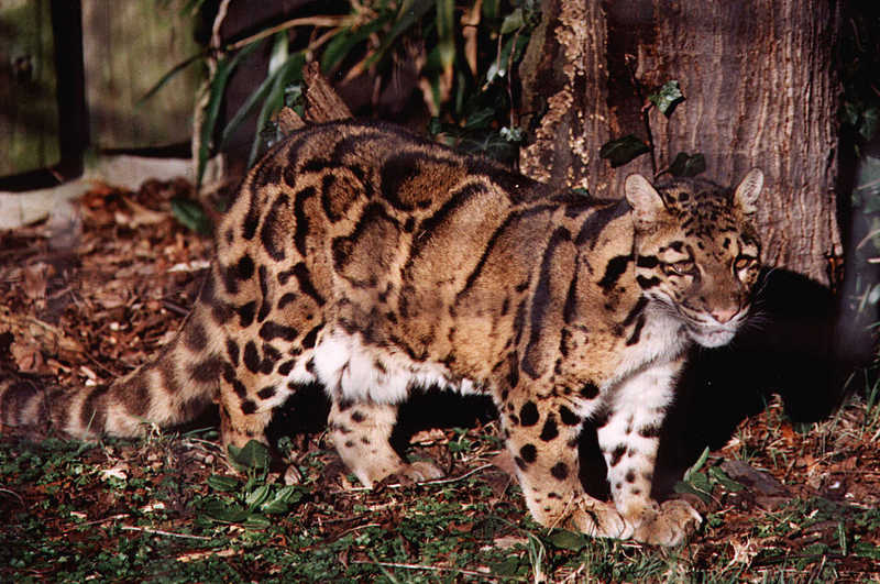 Clouded Leopard-youngster closeup.jpg
