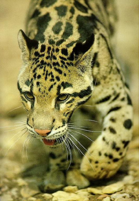 Clouded Leopard6-Head-Closeup.jpg