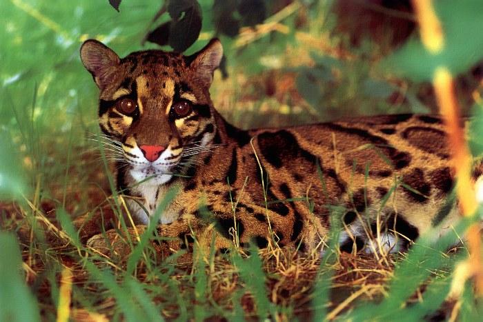 p-wc64-Clouded Leopard-sitting on ground.jpg