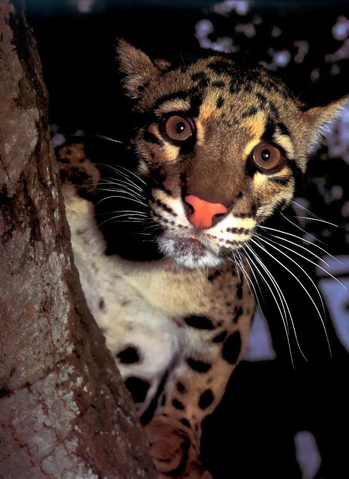 p-wc92-Clouded Leopard-face closeup.jpg