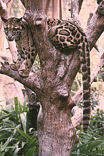 SDZ 0009-Clouded Leopard-On Tree.jpg