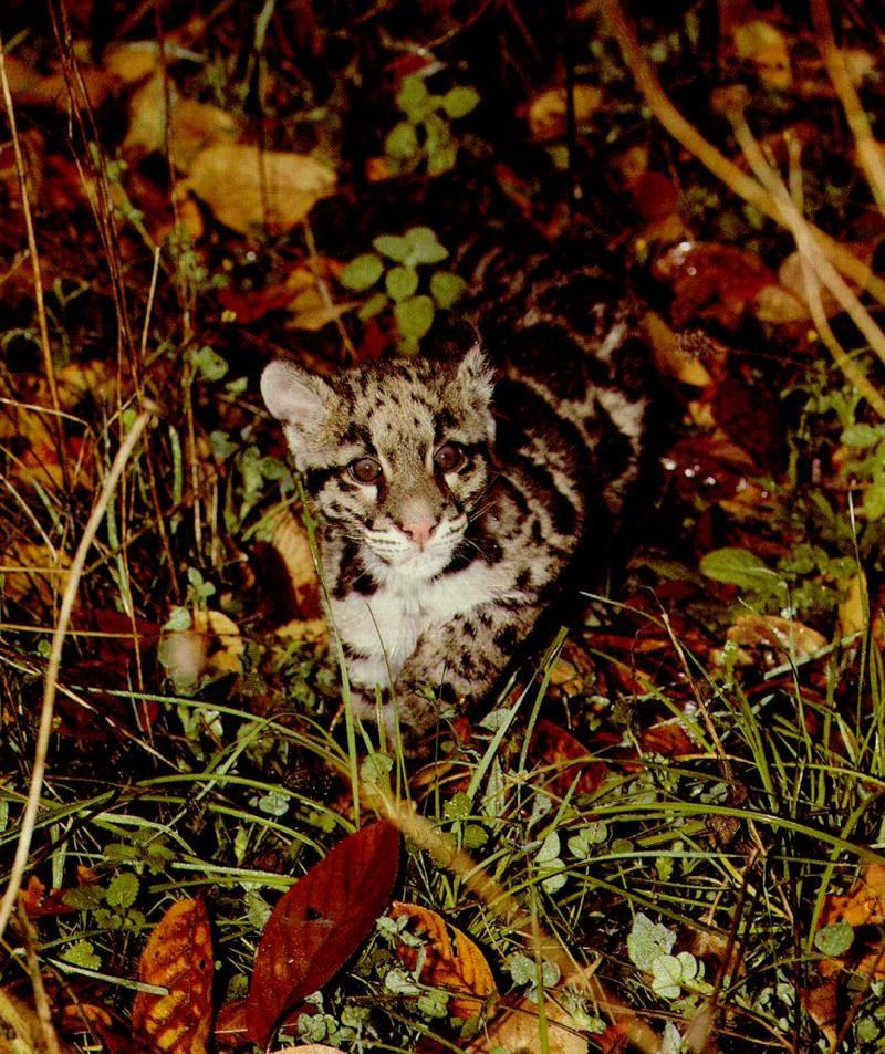 WC-Young.clouded-leopard.jpg