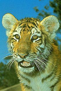 SDZ 0189-Tiger-Cute Cub-Face.jpg