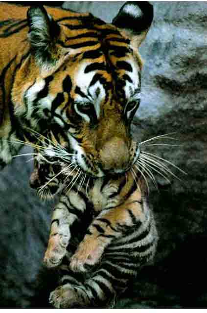 Tiger3-mom carrying cub in mouth-closeup.jpg