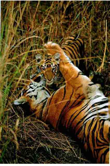 Tiger4-mom and young in weed.jpg