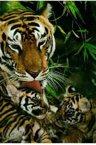 Tiger6-mom licking cubs-closeup.jpg