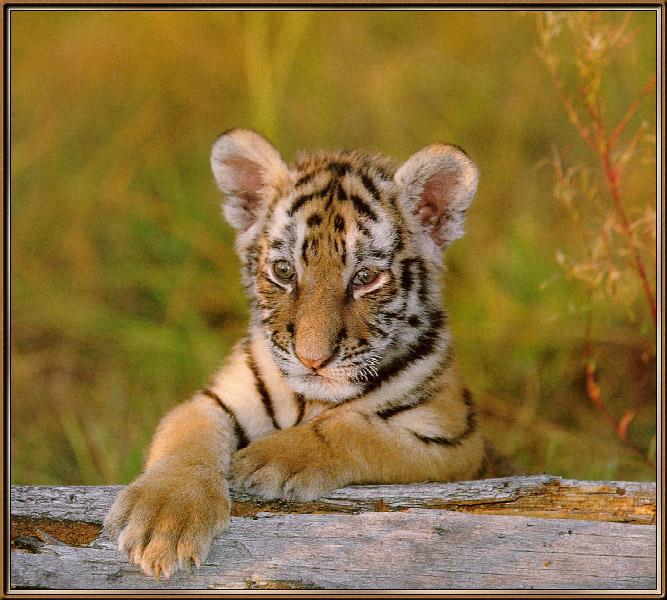 tiger cub01-sj.jpg