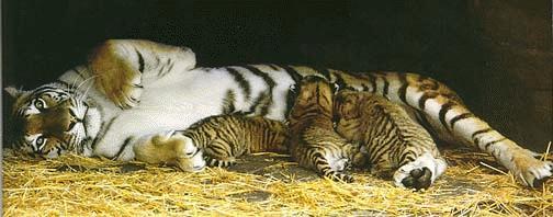 tiger mom.jpg