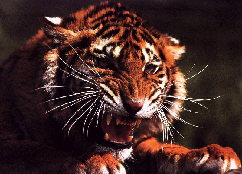 roaring Tiger Head.jpg