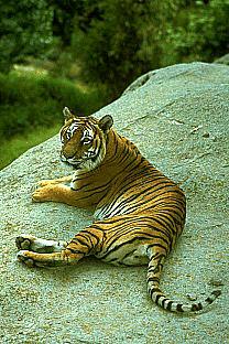 SDZ 0183-Tiger.jpg