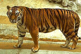 SDZ 0187-Tiger.jpg