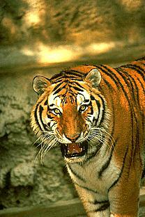 SDZ 0188-Tiger-Angry Face.jpg