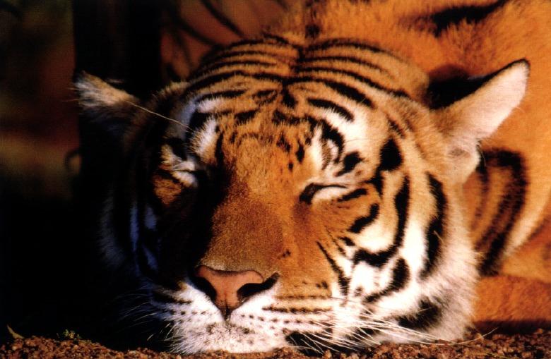Tiger05gt-Sleepy head.jpg
