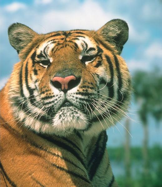 tiger 00-Proud Face Closeup.jpg