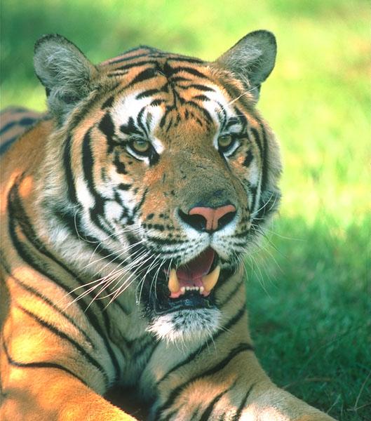 tiger 01-Yawning Face Closeup.jpg
