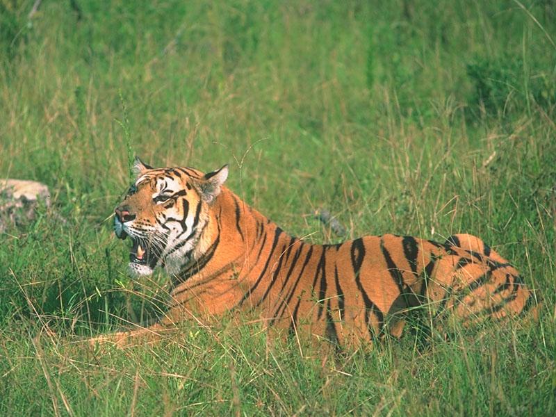 tiger 02-Sitting In Grass.jpg