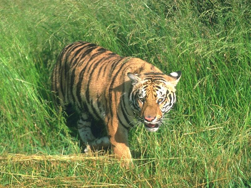 tiger 03-Just out of bush.jpg