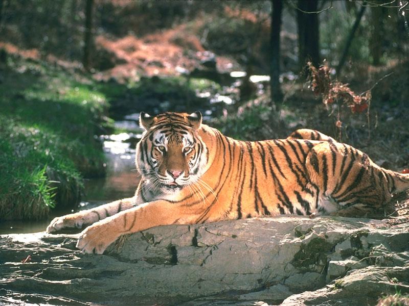 tiger 06-Sitting on rock.jpg