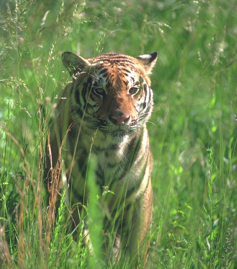tiger 08-Young-Closeup-In grass.jpg