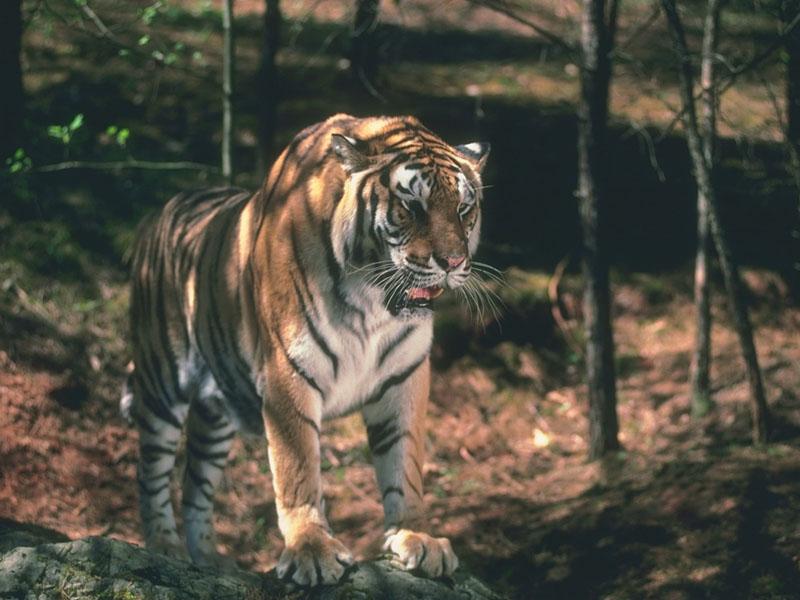 tiger 09-Portrait on rock.jpg