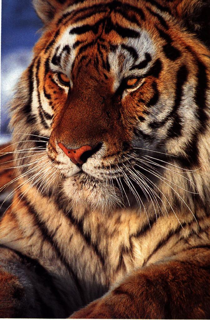 Tiger Head-Portrait.jpg