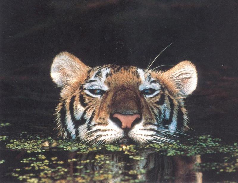 tiger in water.jpg