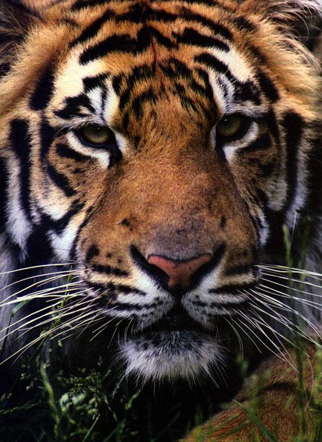 Tiger Portrait-Face Closeup.jpg