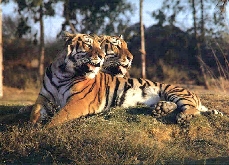 tiger002-2adults-looking-back-twins.jpg