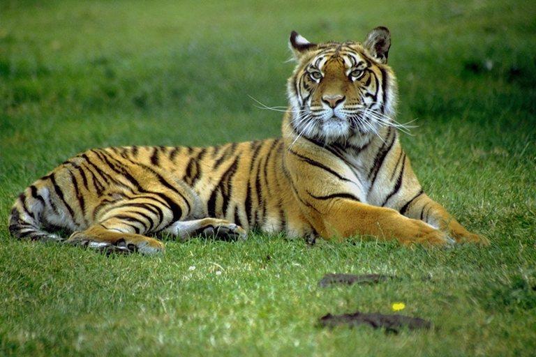 tiger003-Sitting on grass.jpg
