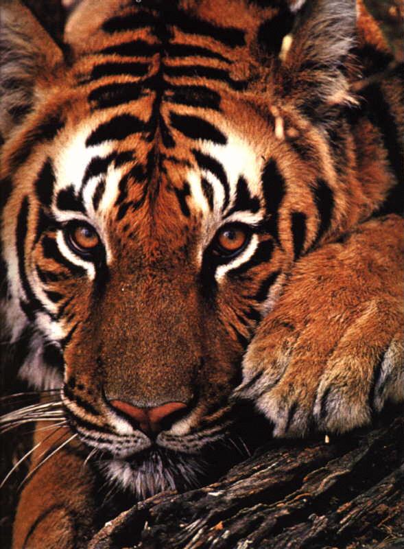 tiger005-Shy Face Closeup.jpg