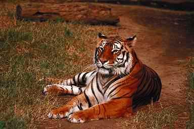 Tiger00-resting on path.jpg