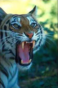 Tiger01-roaring face closeup.jpg