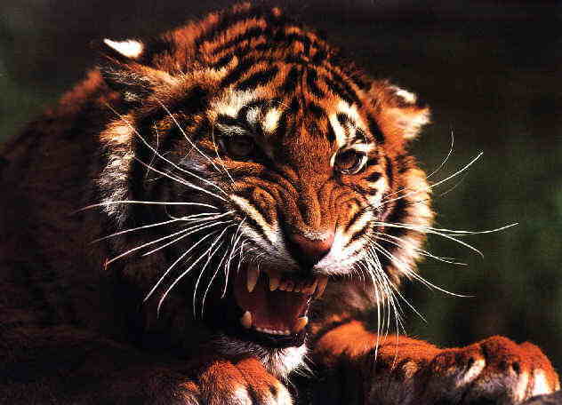 Tiger01-snarling face closeup.jpg