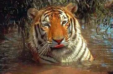 Tiger03-face closeup in water.jpg