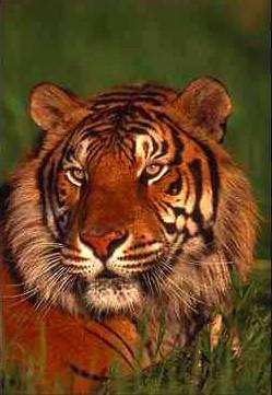 Tiger04-face closeup on grass.jpg
