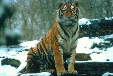 Tiger05-in snowy forest.jpg